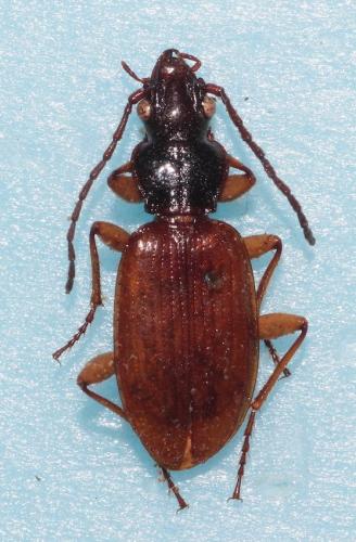 Réf. 268 411 : Penetretus rufipennis